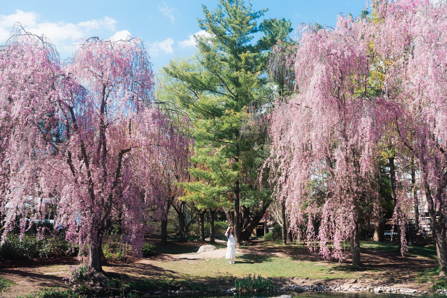 Kariya Park portrait