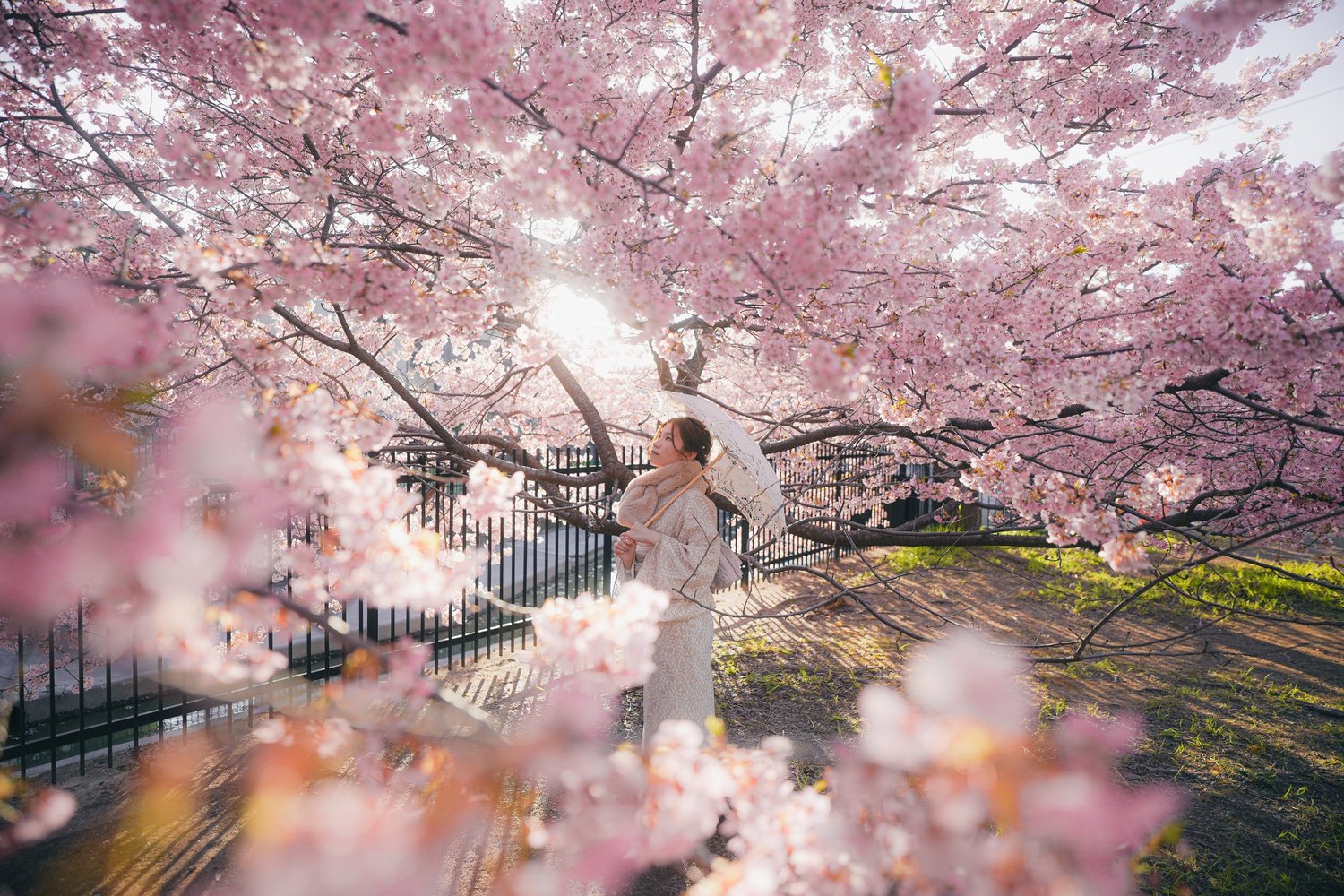 Kyoto sakura
